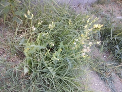 Sonchus oleraceus