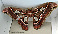 Rothschildia cinctus