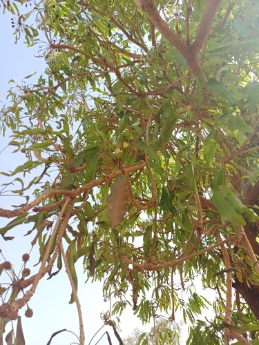 Shea Tree