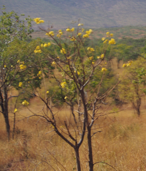 Cochlospermum