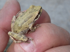 Pseudacris sierra