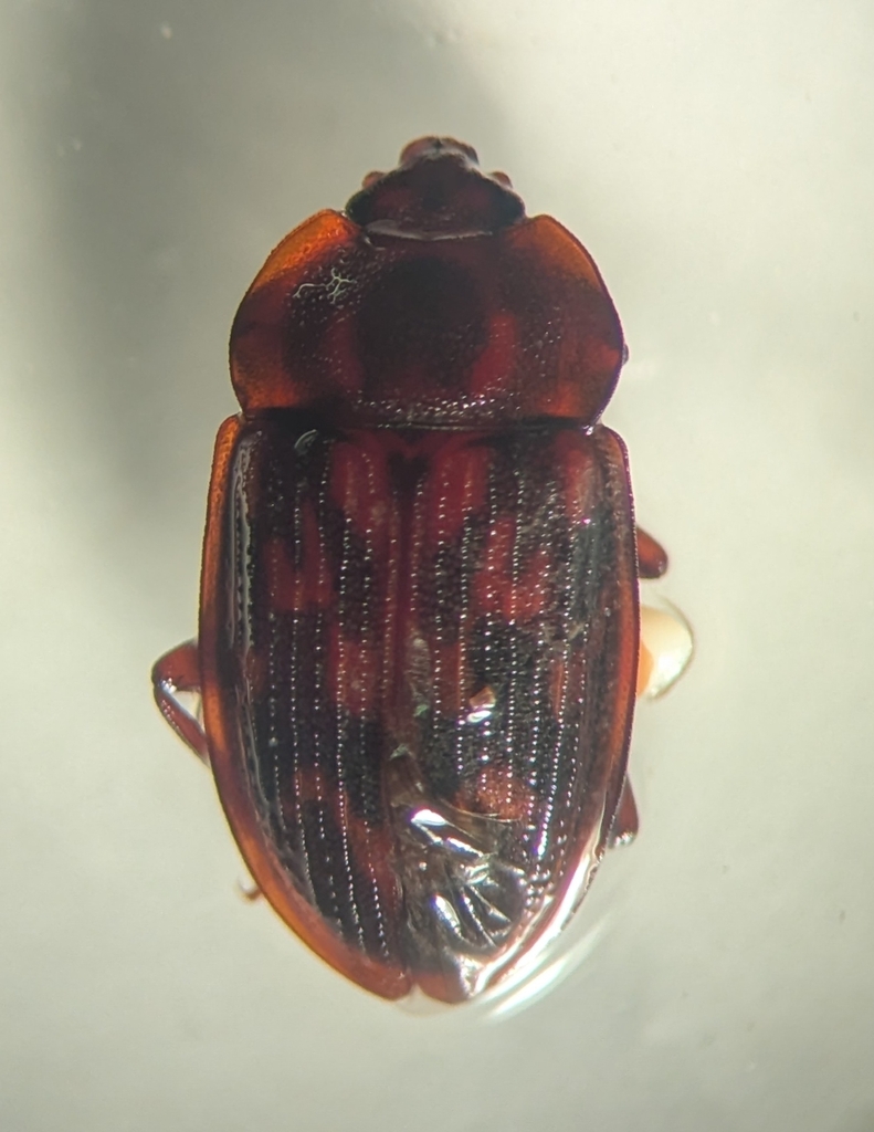 Phenolia