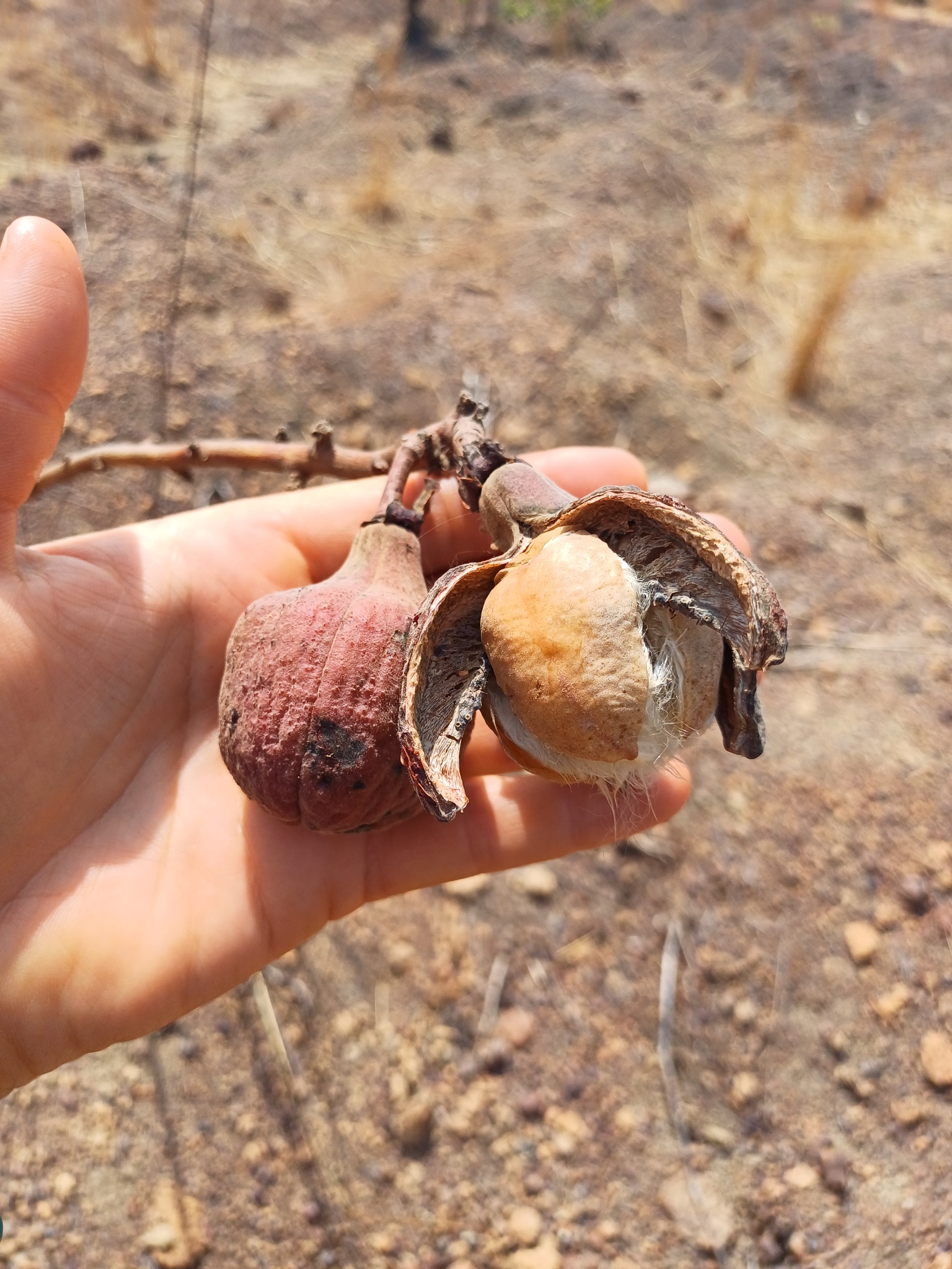 Imagem de Algodãozinho-do-cerrado
