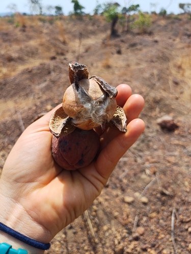 Foto de Algodãozinho-do-cerrado