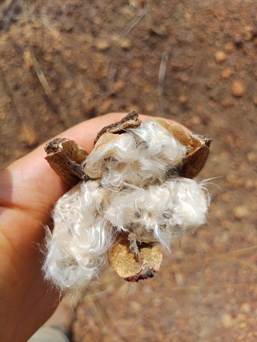 Foto de Algodãozinho-do-cerrado