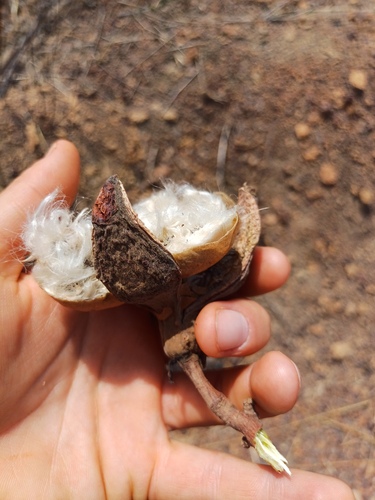 Foto de Algodãozinho-do-cerrado