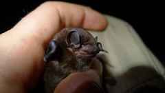 Nycticeinops crassulus