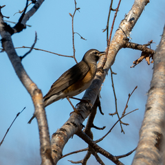 Turdus obscurus