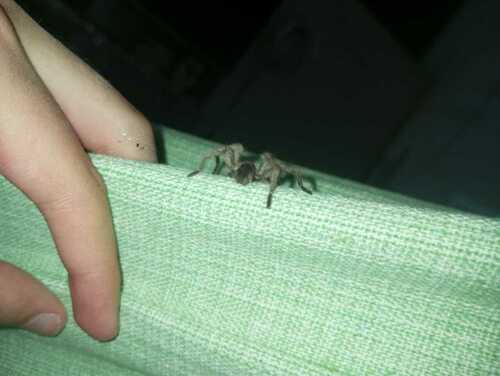 Exilis Bronze Tarantula