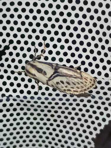 Hieroglyphic Moth