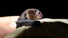 Nycticeinops crassulus