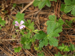Geranium crenatifolium