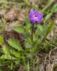 Centratherum punctatum