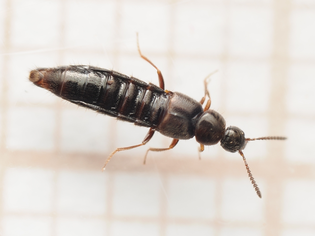 Rheochara