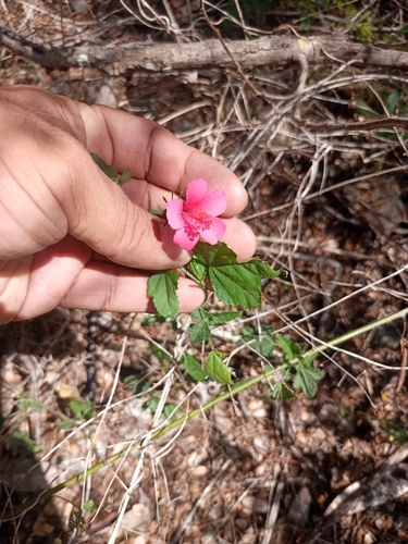 Hibiscus poeppigii, photograph 2
