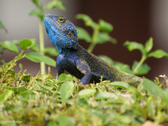 Acanthocercus ugandaensis
