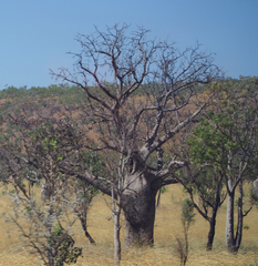 Adansonia gregorii