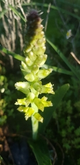 Lachenalia pallida