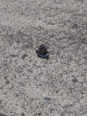 Kaniska canace nojaponicum