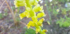 Lachenalia pallida