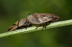 Lepyronia coleoptrata