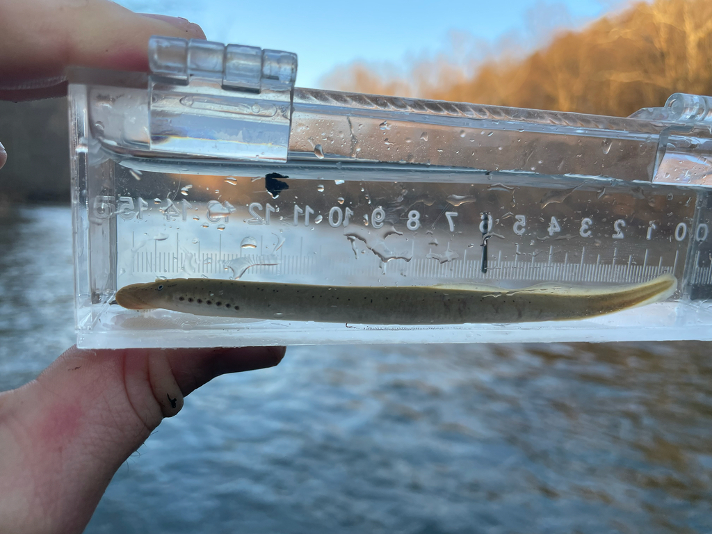 Mountain Brook Lamprey