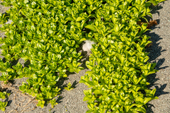 Honckenya peploides major