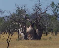 Adansonia gregorii