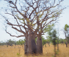 Adansonia gregorii