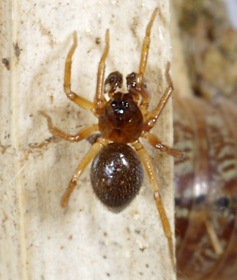 Silometopus elegans