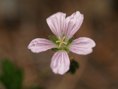Geranium crenatifolium