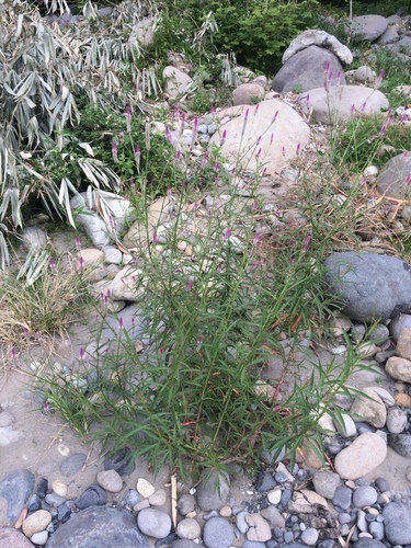 Lagrezia spicata (Celosia spicata)