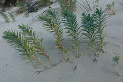 Euphorbia glauca