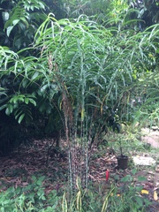 Costus stenophyllus