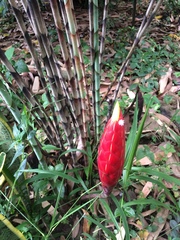 Costus stenophyllus