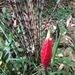 Costus stenophyllus - Photo (c) Greg III Espera, some rights reserved (CC BY), uploaded by Greg III Espera