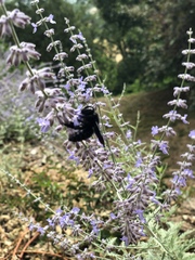 Xylocopa