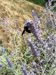 Xylocopa
