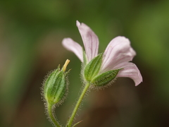 Geranium crenatifolium