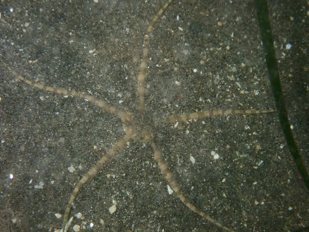 Ophiocten affinis