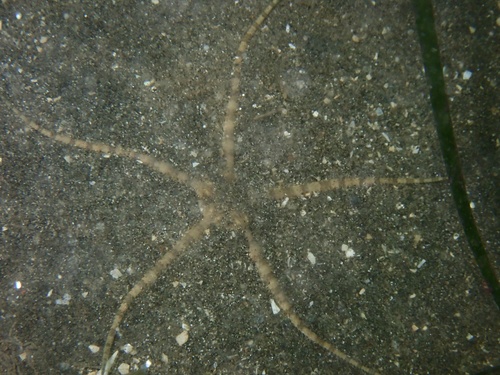 Ophiocten affinis