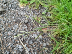 Glyceria notata