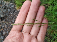 Glyceria notata