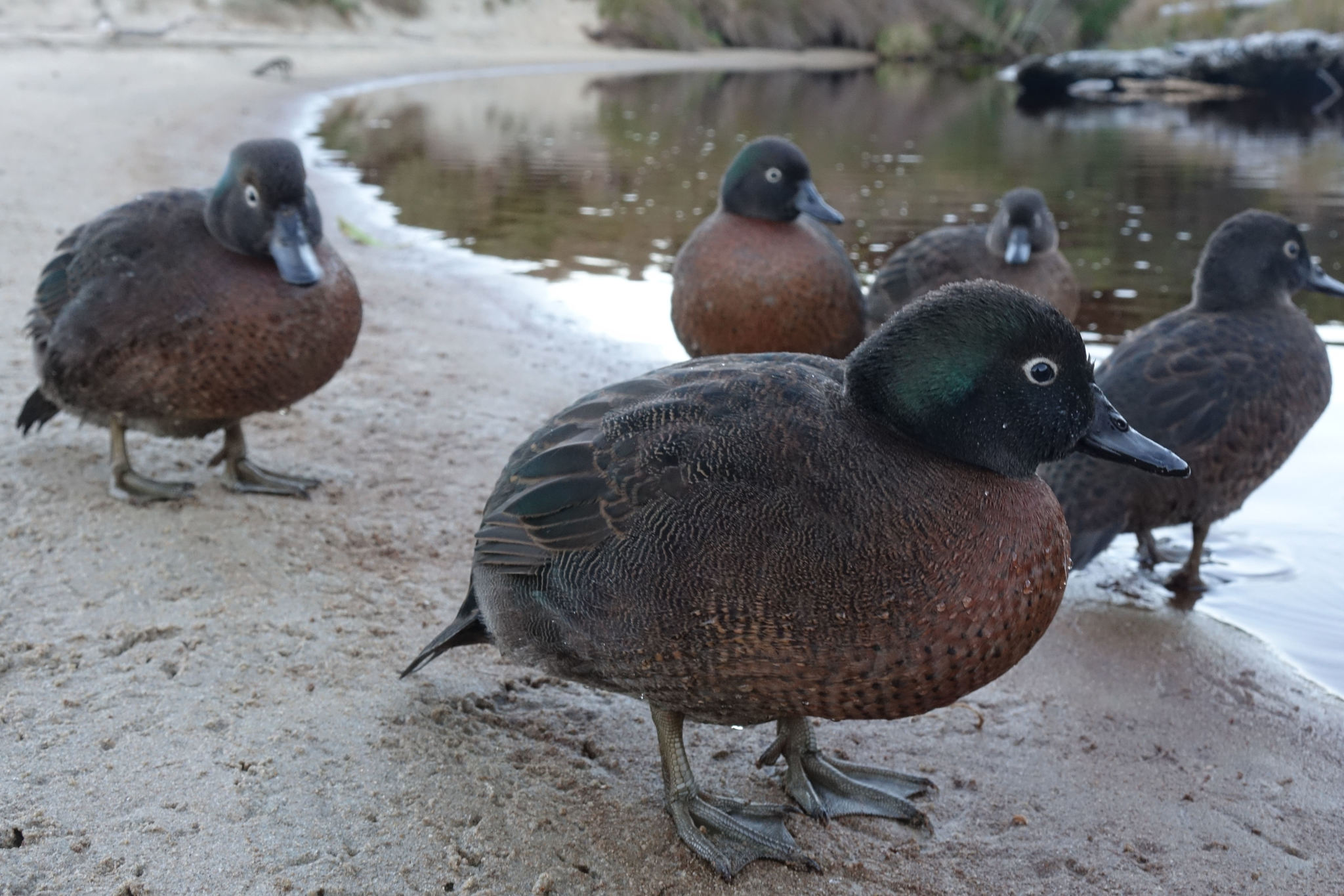 Campbell Teal (Anas nesiotis), photo 10