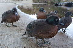 Campbell Teal photo 4