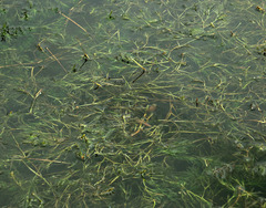 Najas marina marina