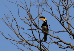 Anthracoceros coronatus