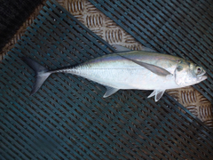 Megalaspis cordyla