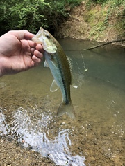 Micropterus henshalli