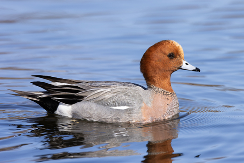Eurasian Wigeon